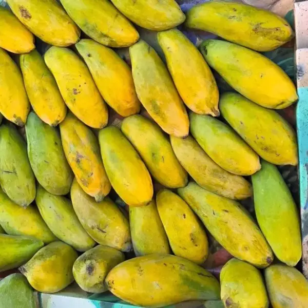 مانجو فص