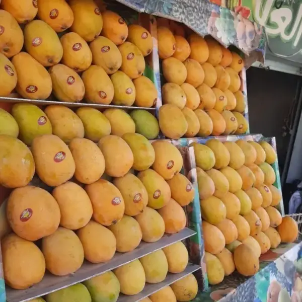 مانجو سكرى